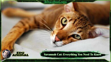 Photo of Savannah Cat: Everything You Need To Know