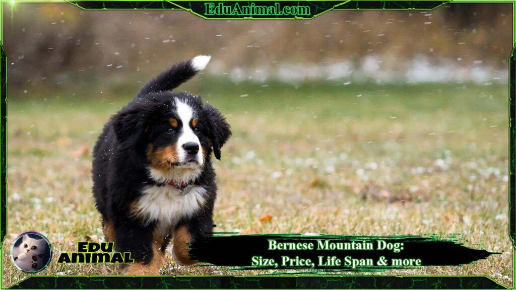 Bernese Mountain Dog Size, Price, LifeSpan & More EduAnimal