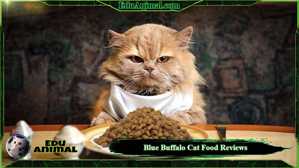 Blue Buffalo Cat Food Reviews Is It Good Food For Cats? EduAnimal