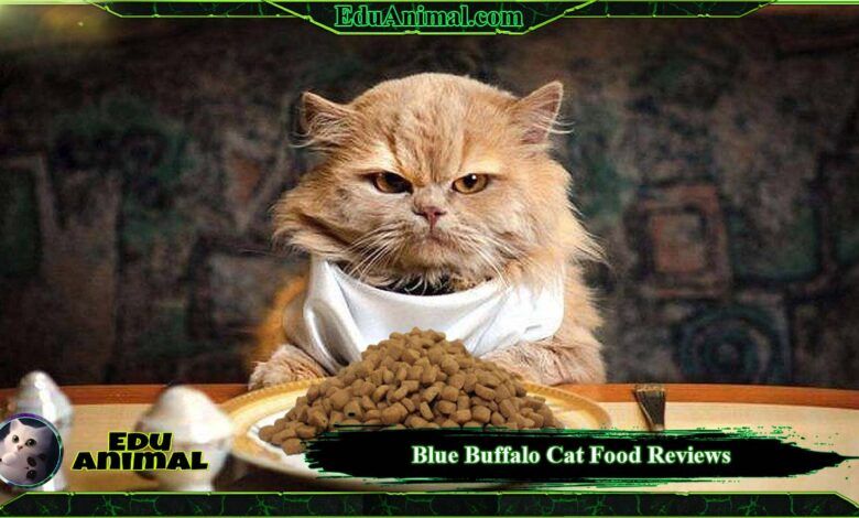 Blue Buffalo Cat Food Reviews Is It Good Food For Cats? EduAnimal