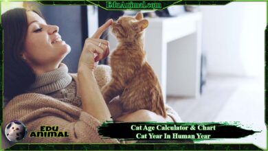 Photo of Cat Age Calculator & Chart: Cat Year In Human Year