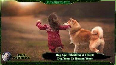 Photo of Dog Age Calculator & Chart: Dog Years To Human Years